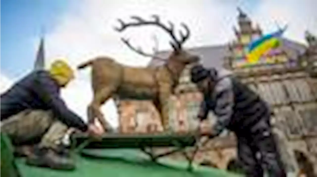 ein rentier ist bereits auf dem bremer weihnachtsmarkt angekommen