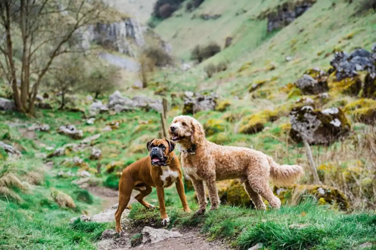 Top tips on photographing your dog outdoors