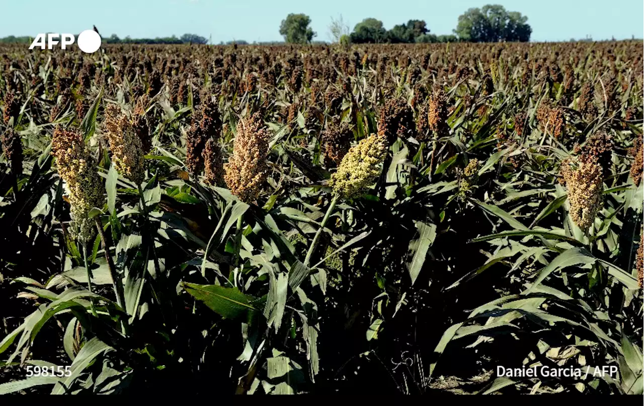 Etats-Unis: réputé plante du changement climatique, le sorgho décimé par la sécheresse