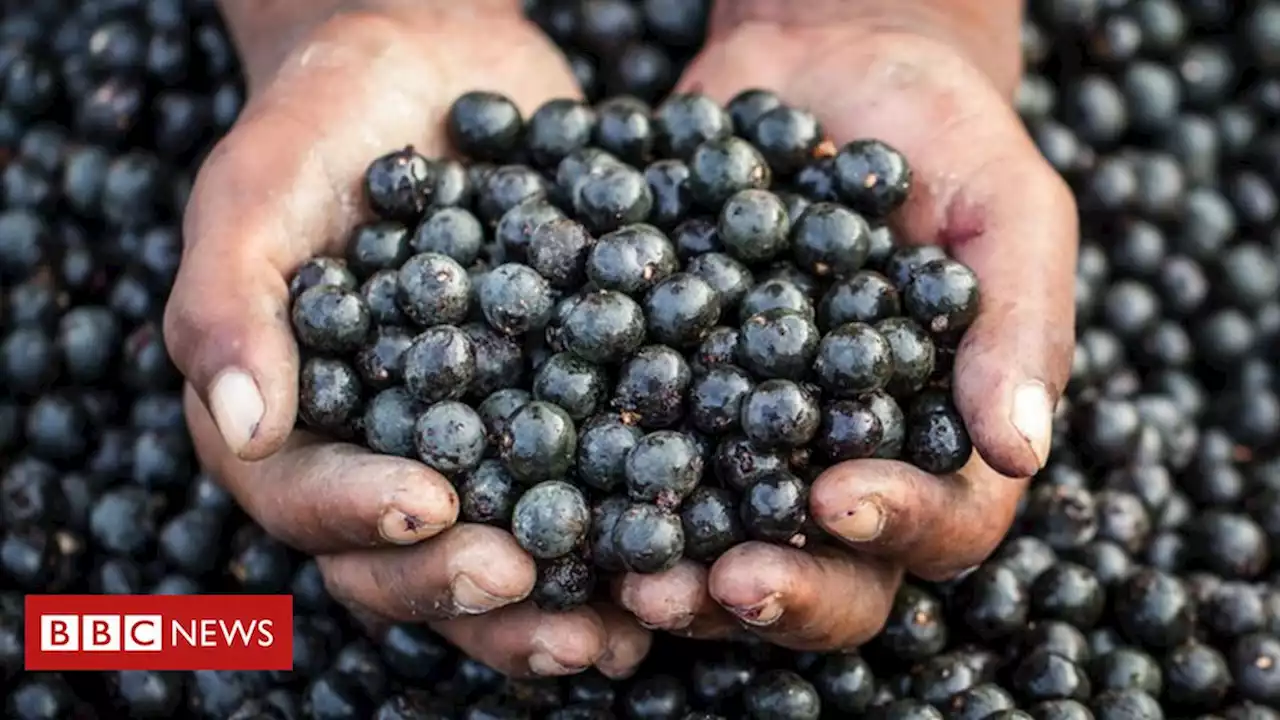 Como a economia da 'floresta em pé' pretende explorar as riquezas da Amazônia - BBC News Brasil