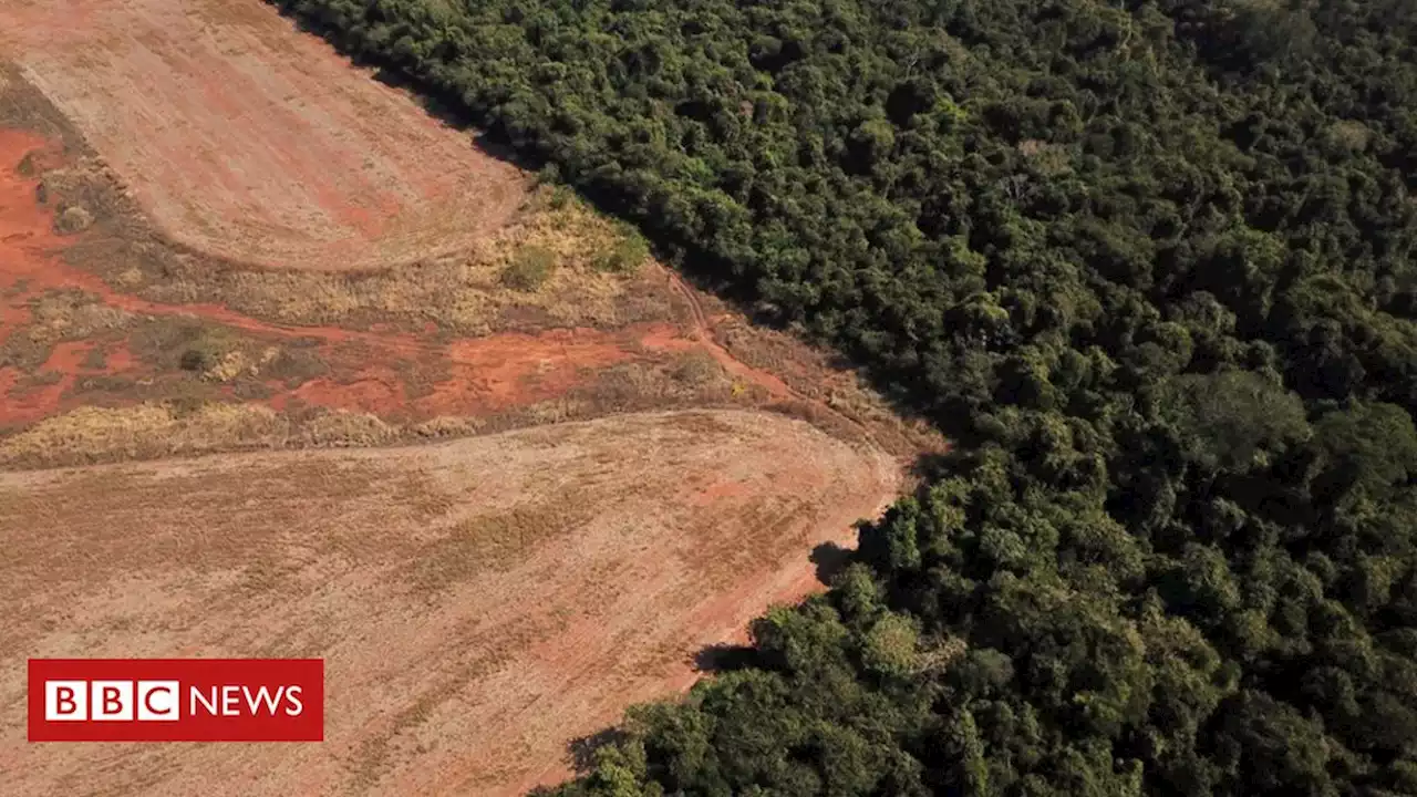 COP27: Noruega promete aumentar repasses para proteção da Amazônia com Lula - BBC News Brasil