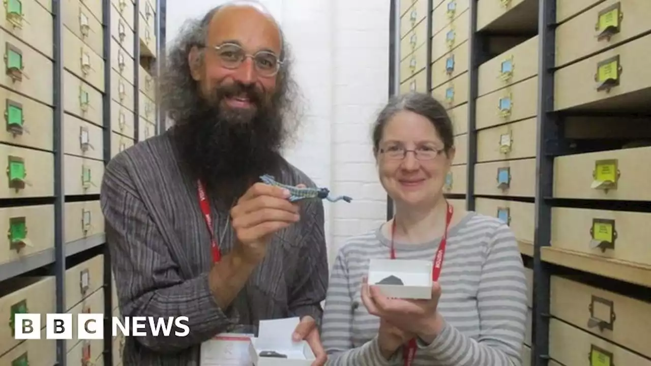 Fossils found in Powys sheep field by researchers