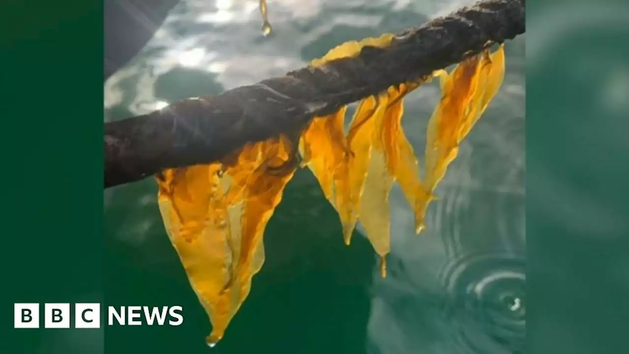 Scientists use wool as plastic-free alternative for seaweed farms