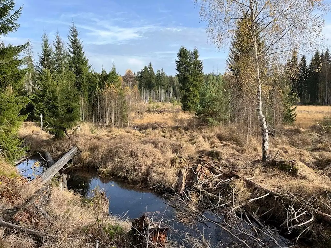 Naturzone im Nationalpark Bayerischer Wald wird erneut erweitert