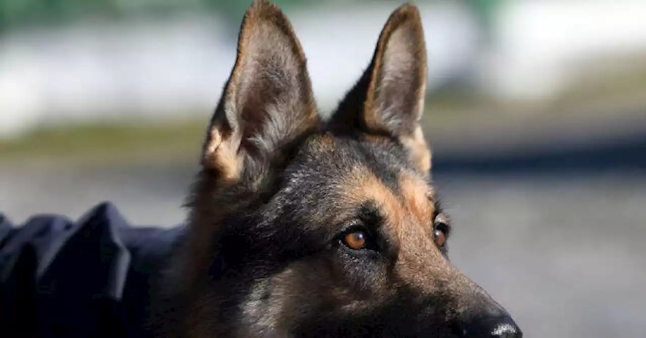 WATCH: German Shepherd Protects 6-Year-Old Boy From Dog Attack