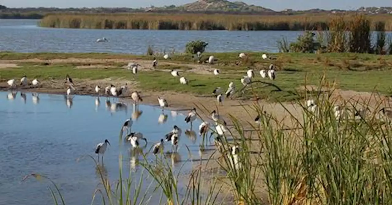 The UN names Cape Town an international Wetland City