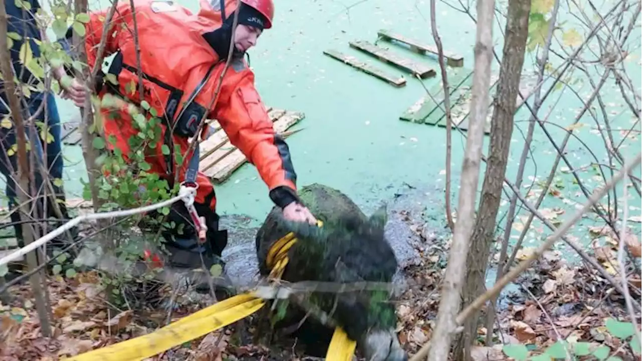 Potsdamer Feuerwehr rettet Esel aus Teich