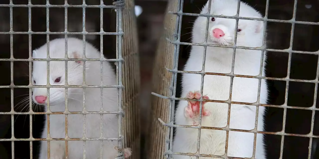 Vandalism leads to 40,000 escaped mink in Van Wert Co.