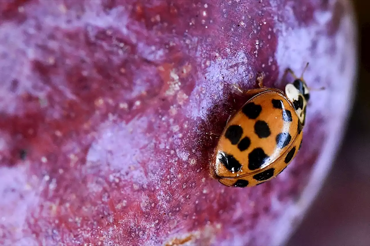 Coccinelle asiatique : tout savoir sur cet insecte vorace de plus en plus répandu en France