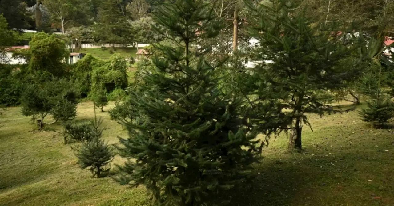 Christmas brings bad tidings for endangered Guatemalan fir