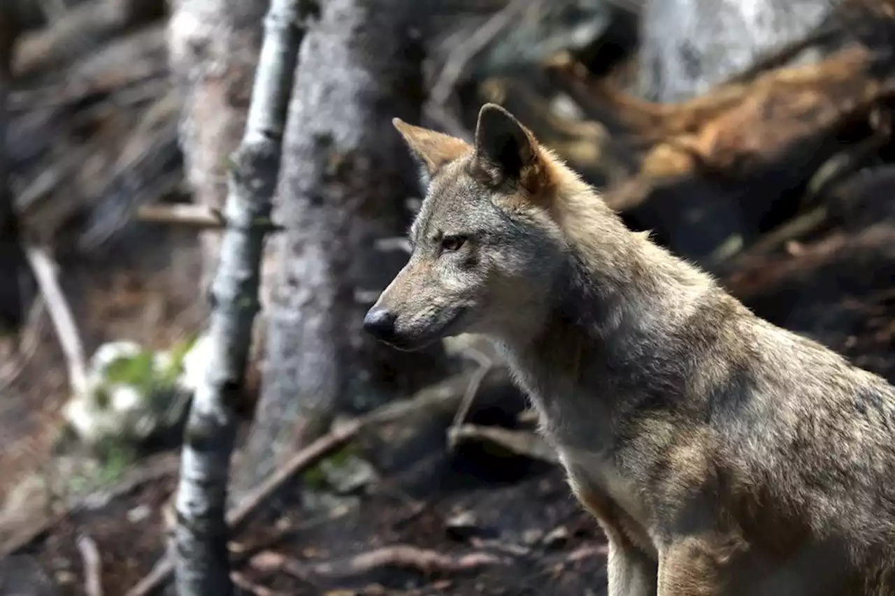 Ordre d'abattre le loup attaquant les troupeaux : la requête de l'association One Voice a été rejetée par le tribunal administratif de Nîmes