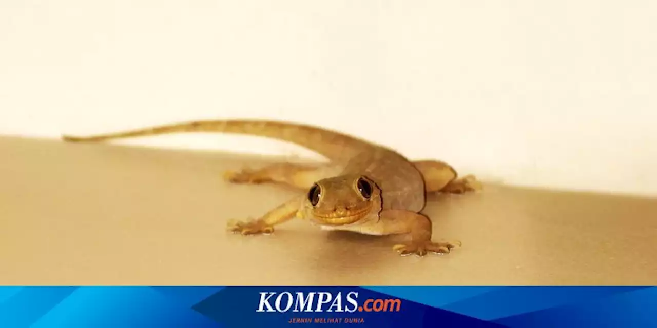 Jangan Abaikan Keberadaan Cicak di Rumah, Ini Bahayanya