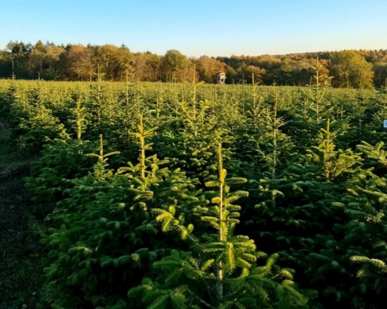 Pour Noël, profitez d'une grande vente de sapins bio à venir récupérer dans le Vieux-Lille