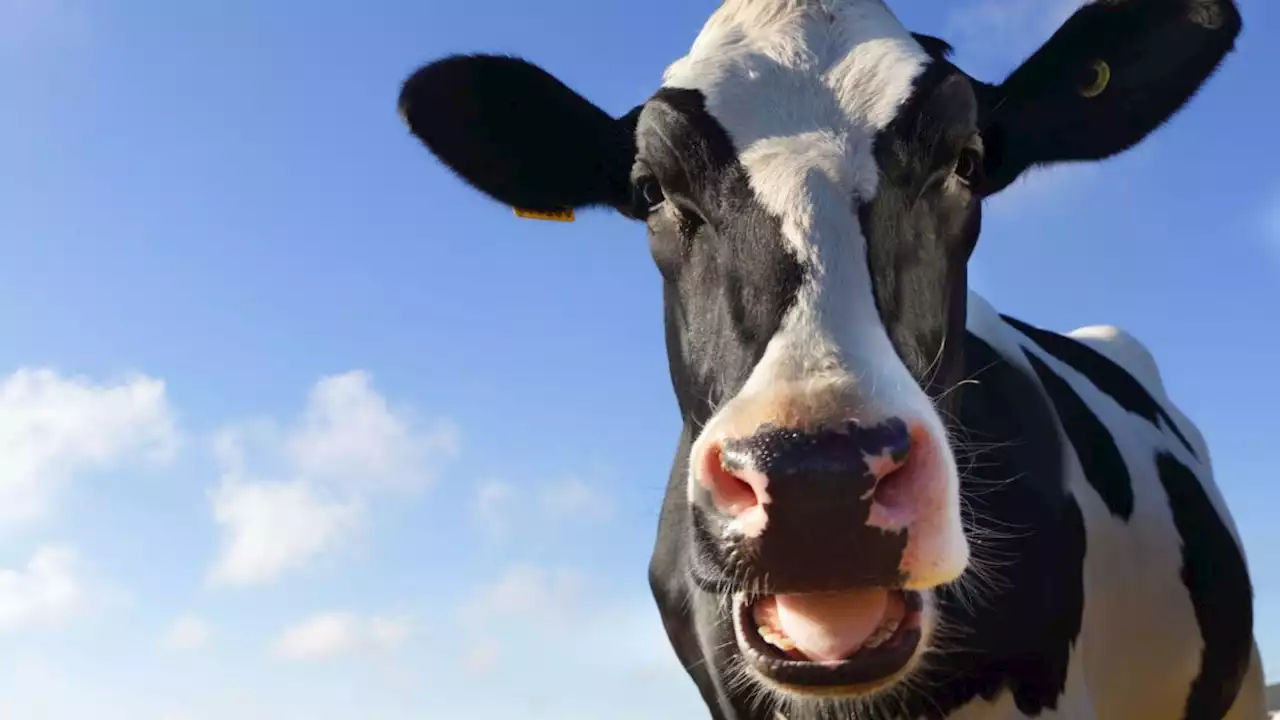 Cows fed hemp act stoned and produce milk containing THC