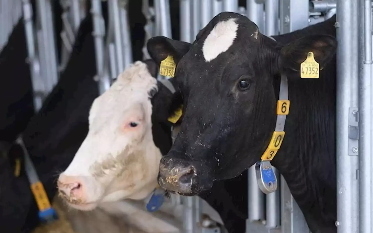 Impact néfaste des lignes électriques sur les vaches : Enedis versera 140 000 euros à un éleveur