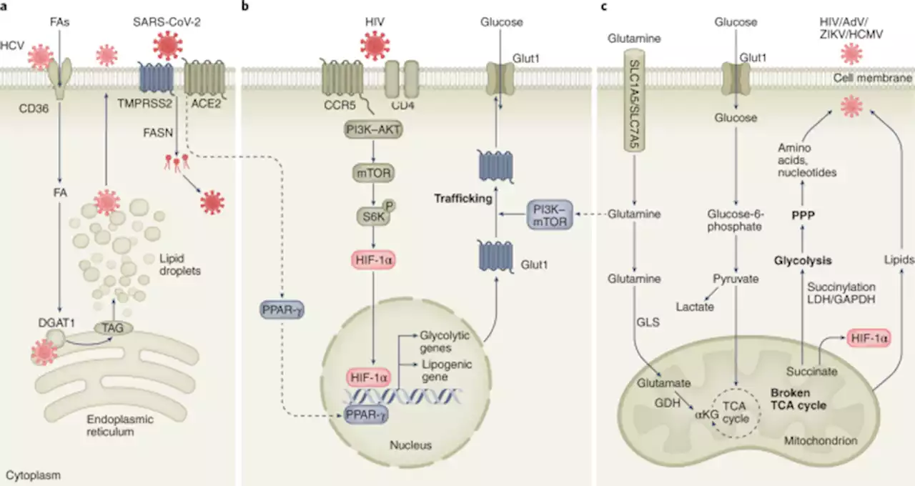 Innate metabolic responses against viral infections - Nature Metabolism