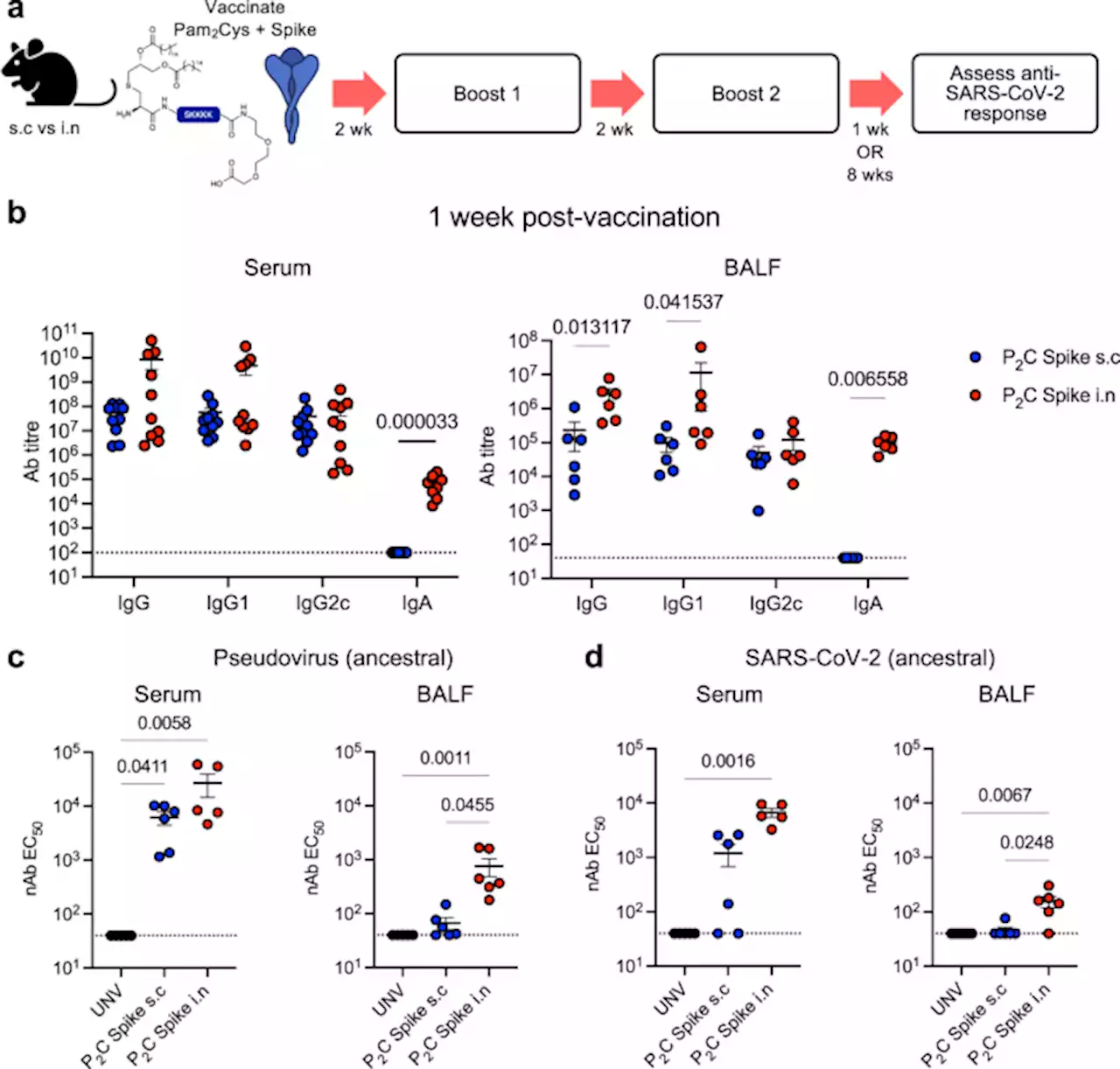 Mucosal TLR2-activating protein-based vaccination induces potent pulmonary immunity and protection against SARS-CoV-2 in mice - Nature Communications