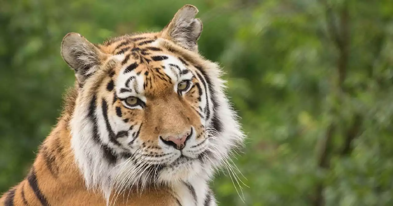 Tiger killed at Knowsley Safari during breeding programme