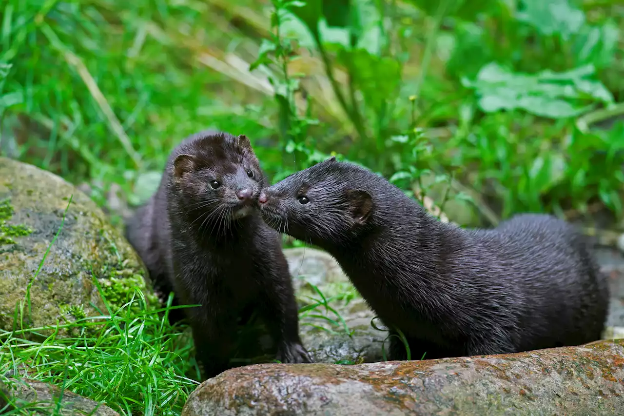 Some 10,000 Mink Loose, Missing After Vandalism at Ohio Farm