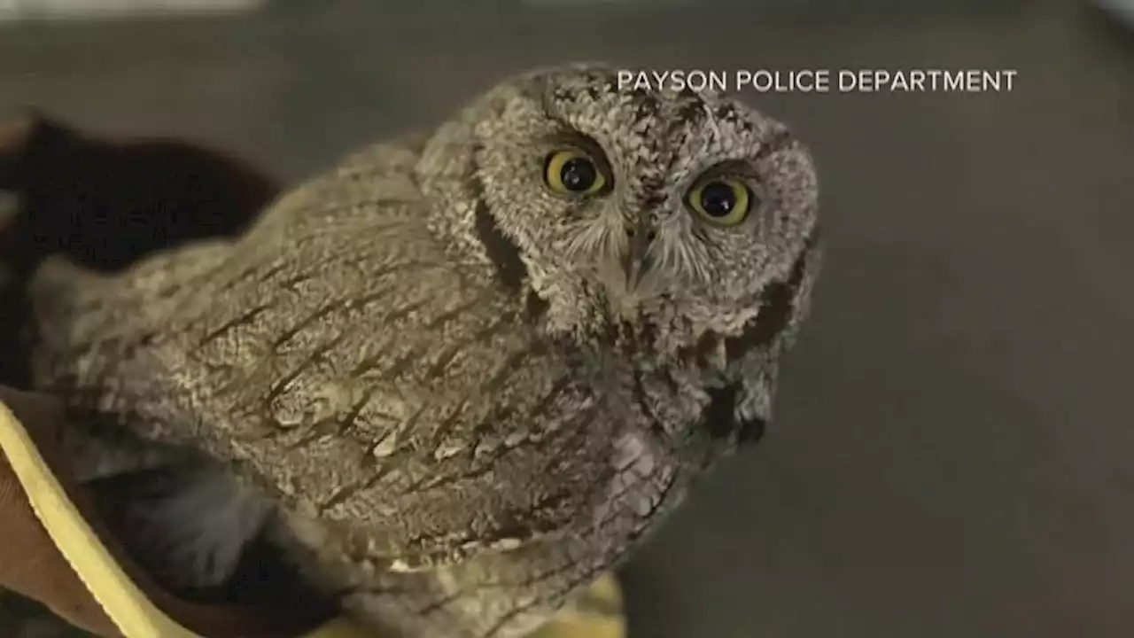 Police Officer Stunned to Find An Owl Sitting in the Passenger Seat During a Traffic Stop