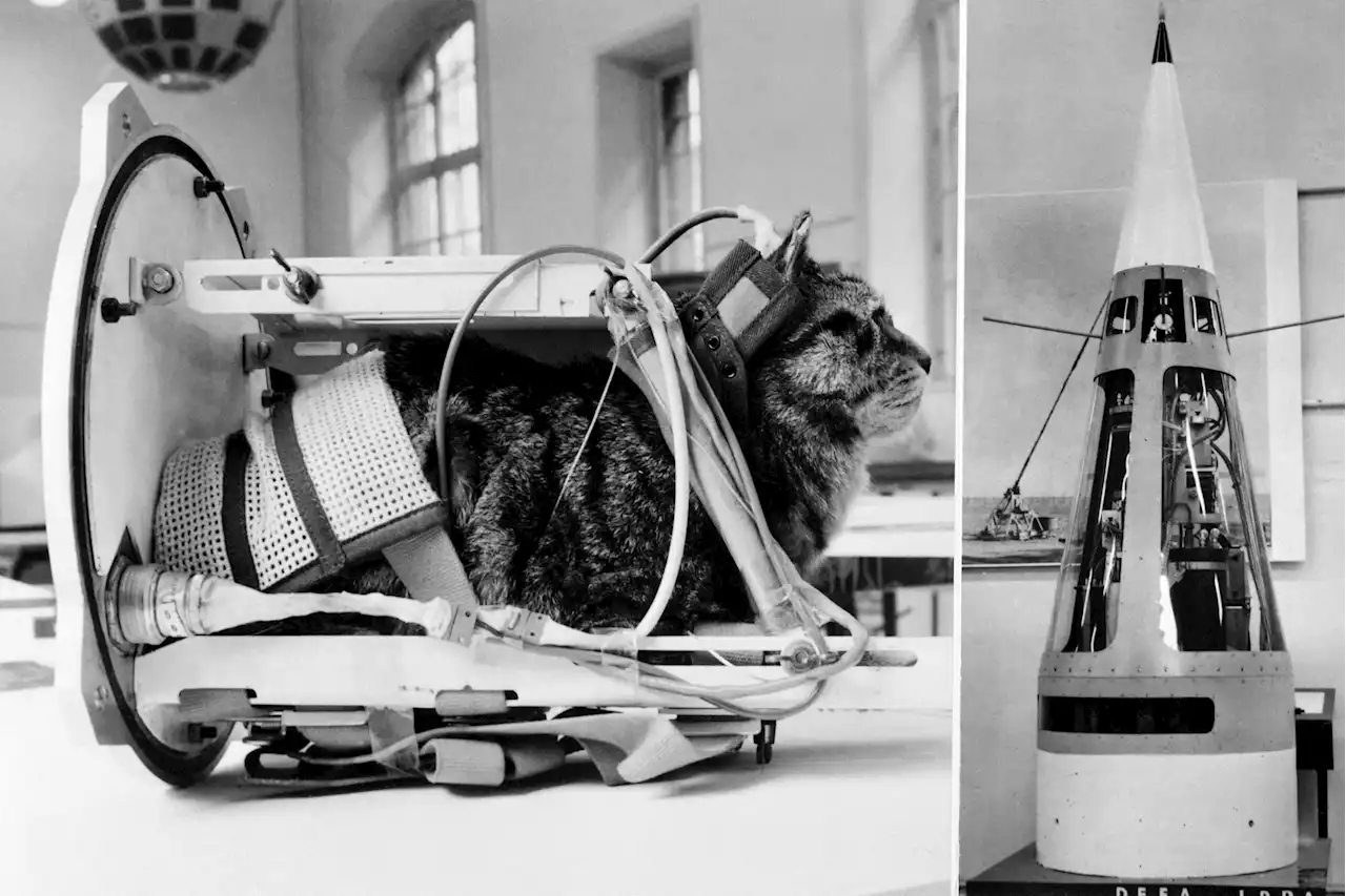 Bizarre history of cats in space