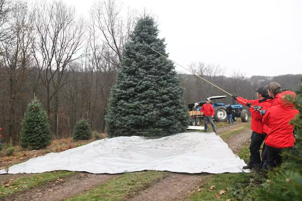 Christmas tree from central Pa. begins its journey to the White House