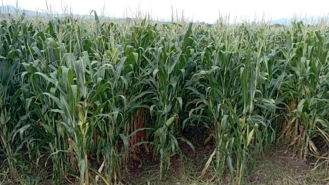 SDAyR ve apoyo para agricultores difícil ante cierre de ejercicio presupuestal