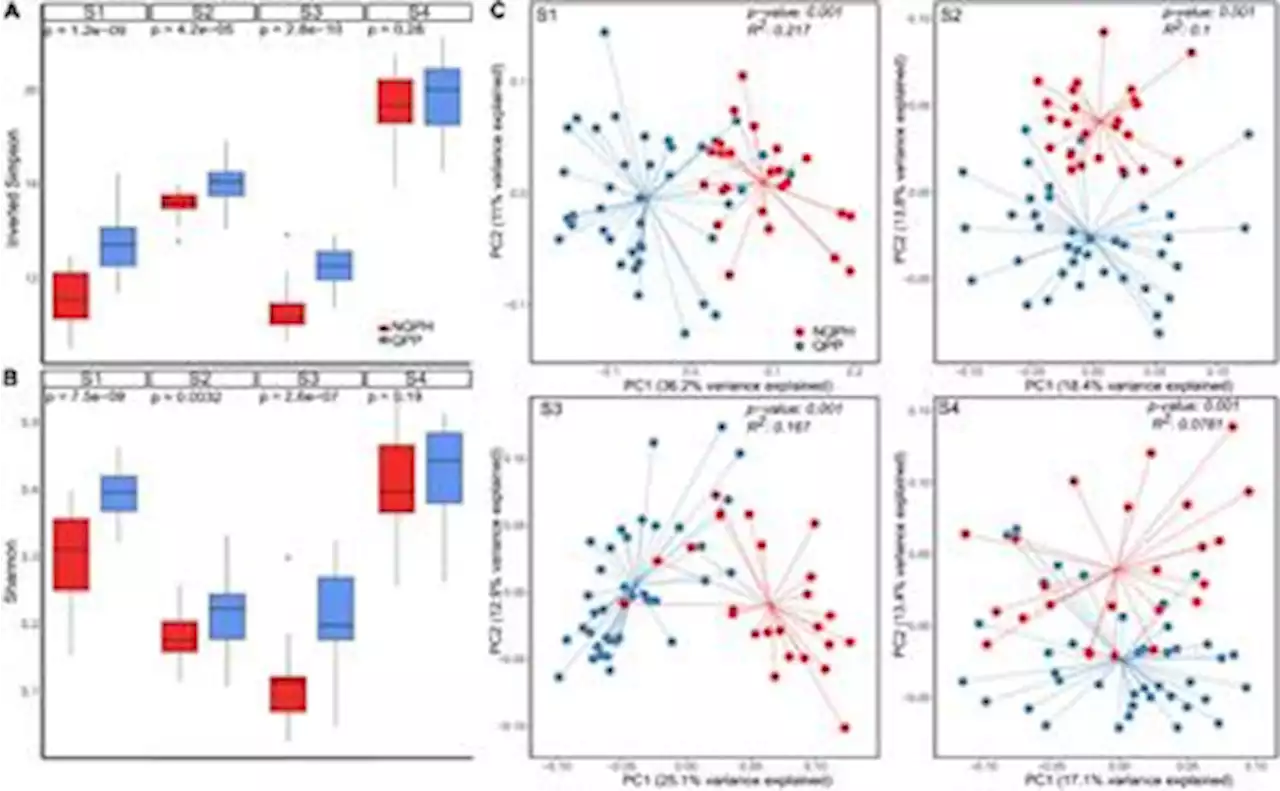 Frontiers | The Unique Seed Protein Composition of Quality Protein Popcorn Promotes Growth of Beneficial Bacteria From the Human Gut Microbiome