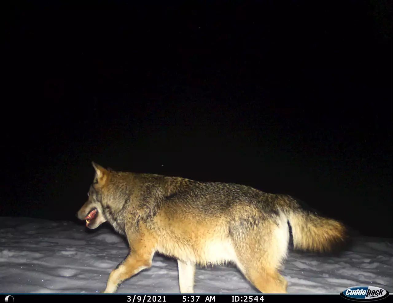 Wolfspräsenz im Kanton Luzern