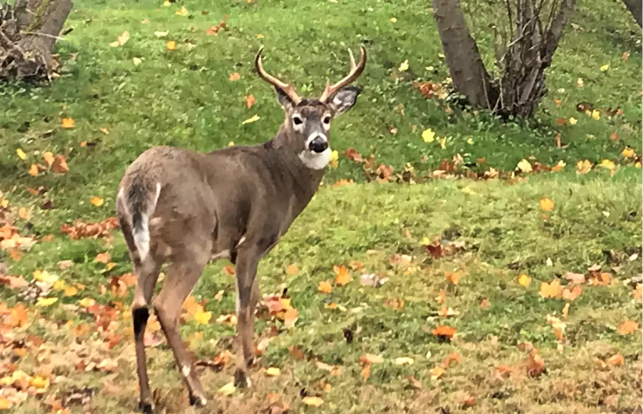 Town of Truro planning second deer hunt | SaltWire