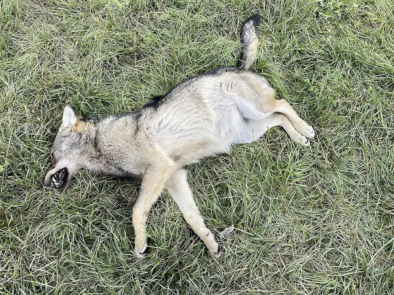 Wölfin im Waadtländer Jura erlegt - Schweizer Bauer