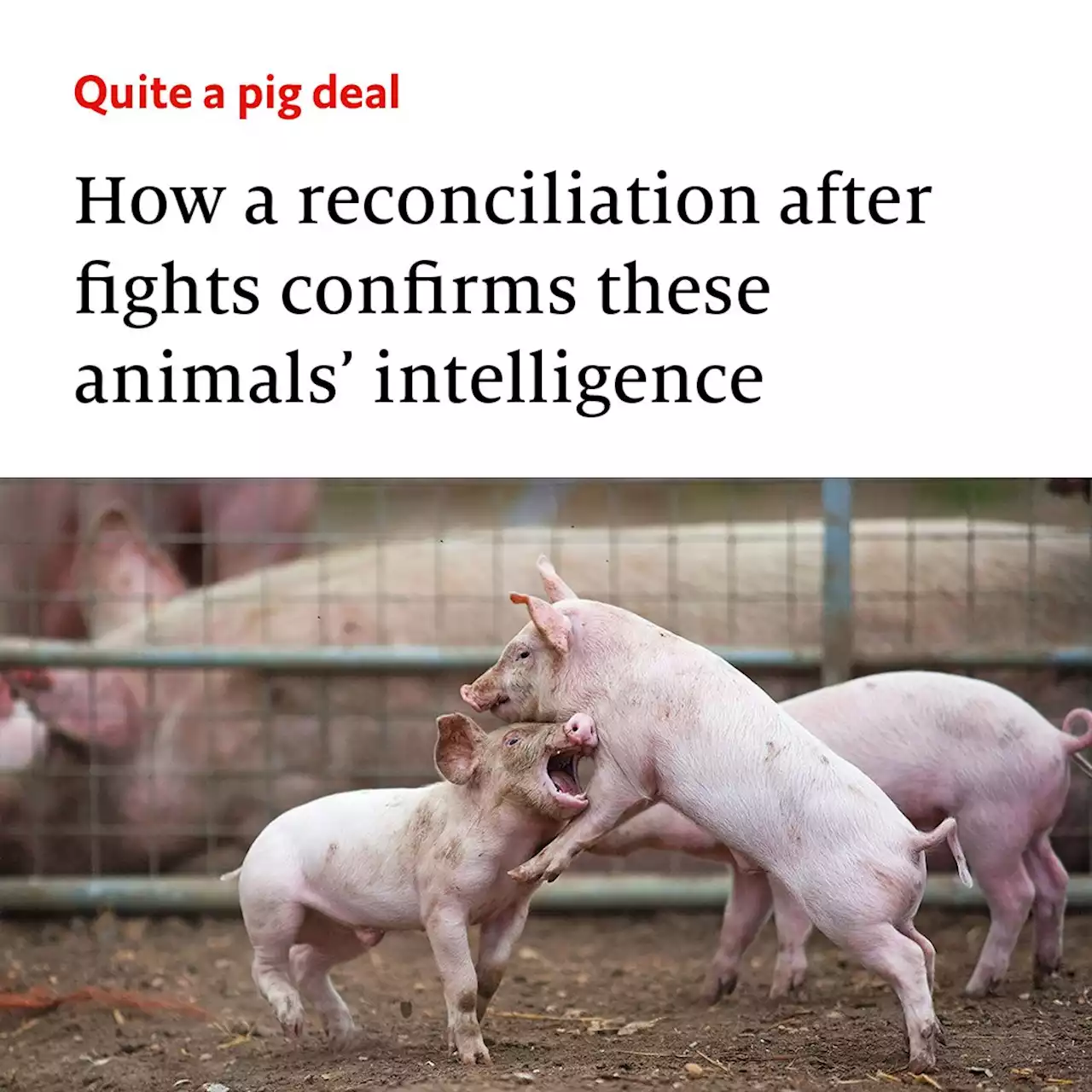 Pigs reconcile after fighting. That confirms their intelligence