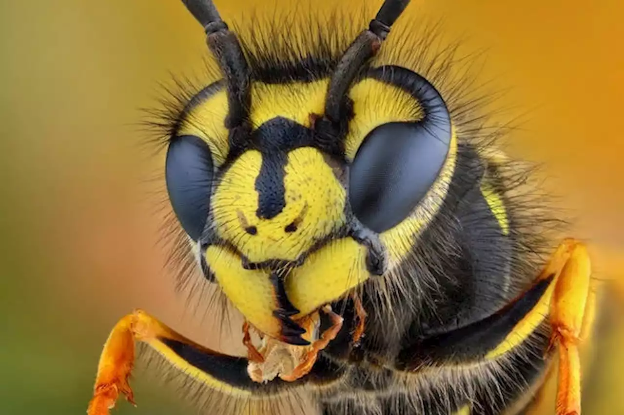 WASP malware stings Python developers