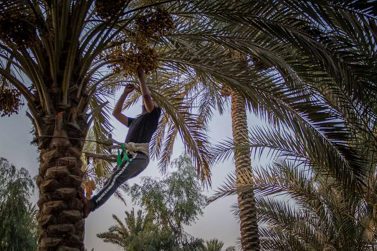 Why This City in Iraq Is Coming Together to Save Its Date Palms