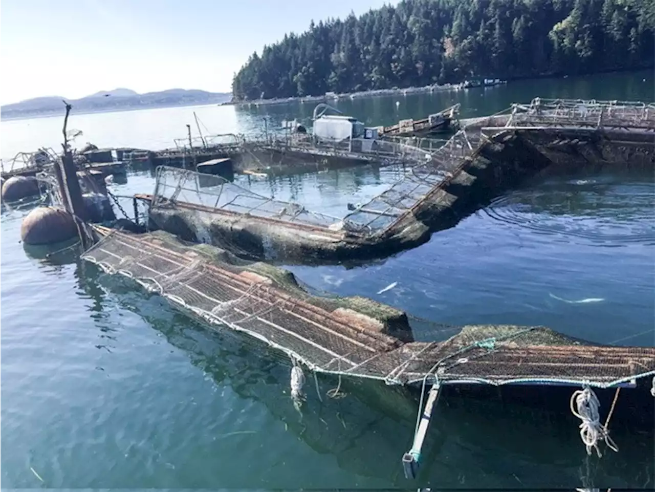 Washington state won't renew leases for Puget Sound fish farms