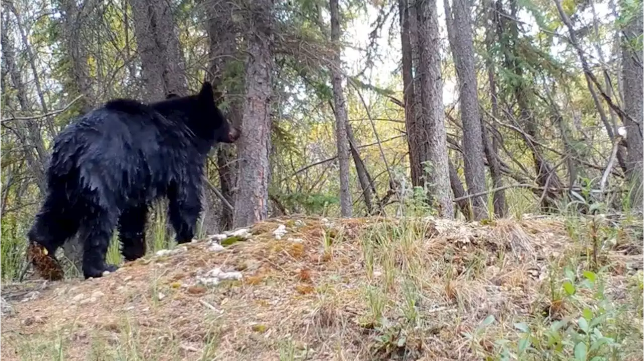 Bear wants nothing to do with tree claimed by porcupines