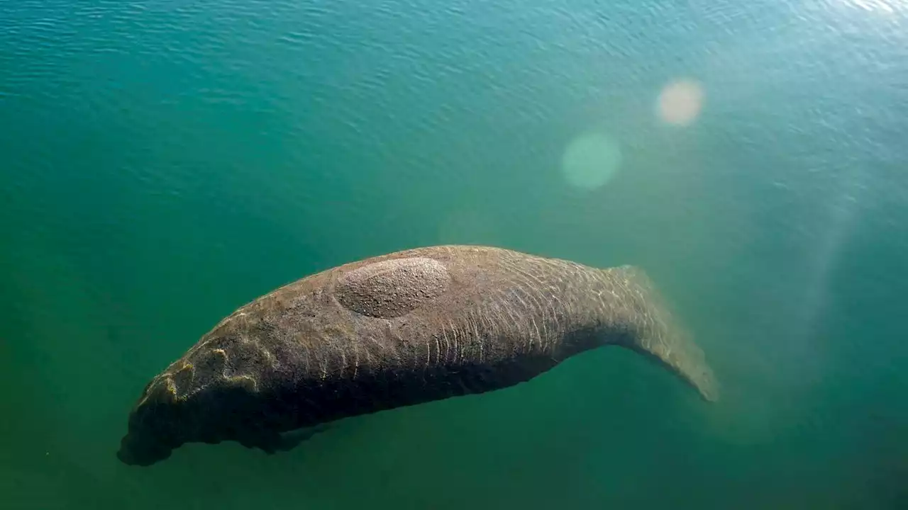 Lettuce again on the Florida menu to slow manatee starvation