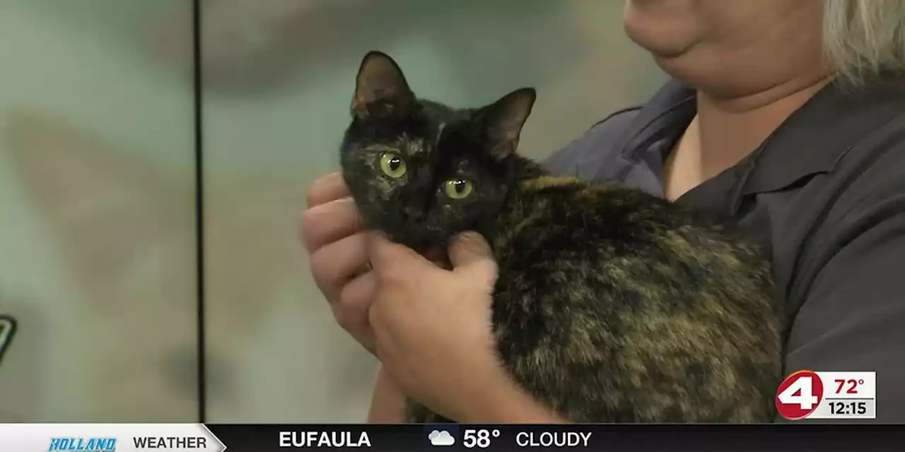 Pet of the Week: Gorgeous Giselle