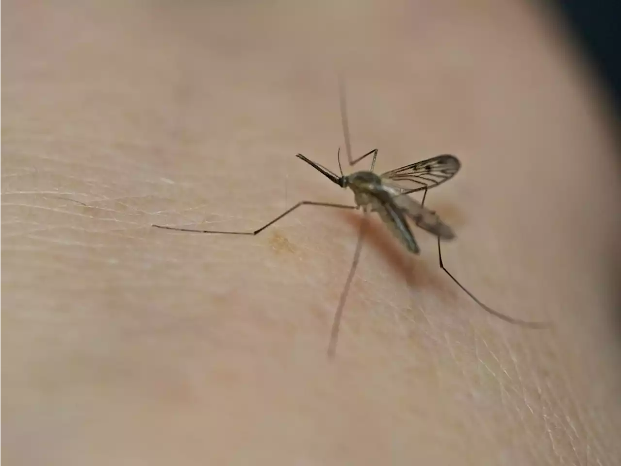 Dengue fever case reported in Arizona as climate change increases spread of disease