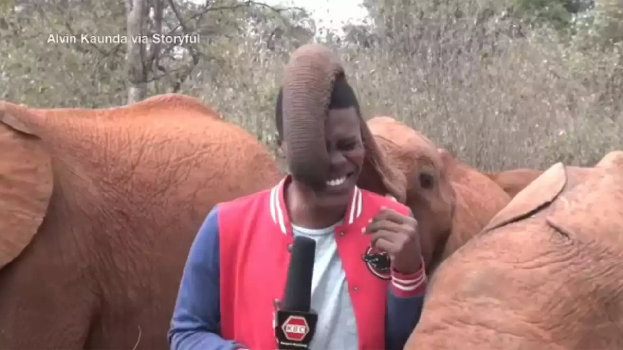 Adorable baby elephant interrupts reporter at wildlife trust in Kenya