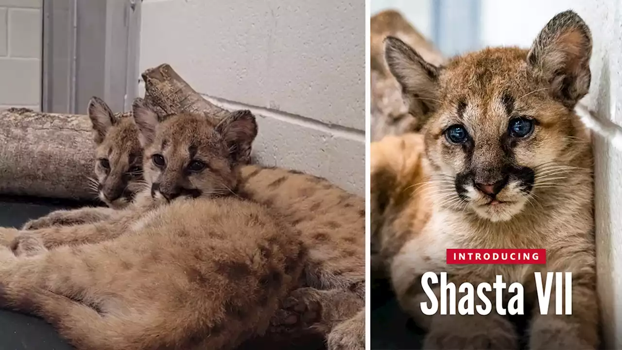 Houston Zoo welcomes 2 cougar cubs, including new mascot, Shasta VII, for University of Houston