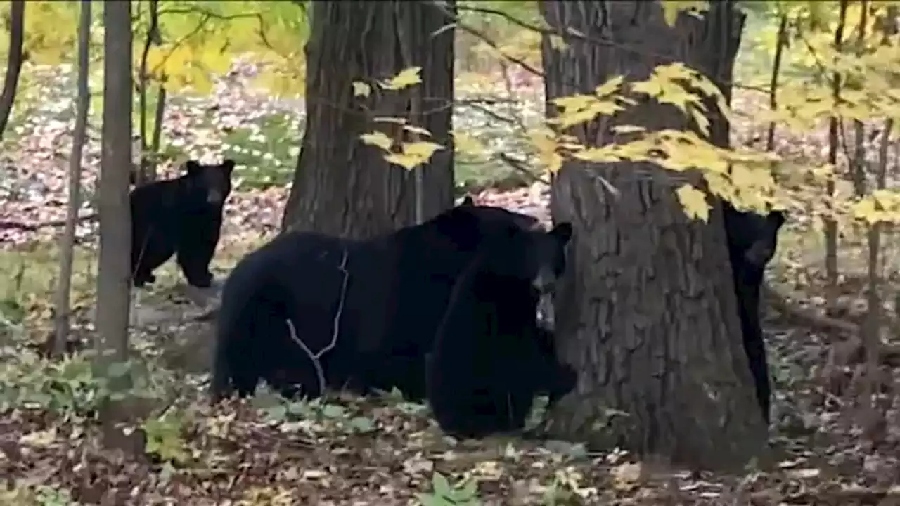 4 bear cubs found shot, killed in Ringwood State Park in New Jersey