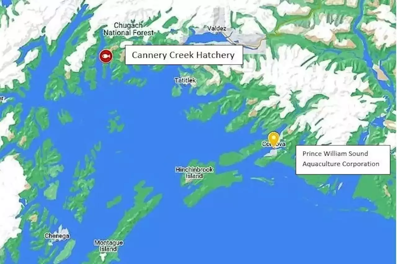 Salmon hatchery operator in Prince William Sound agrees to pay $1M for environmental violations