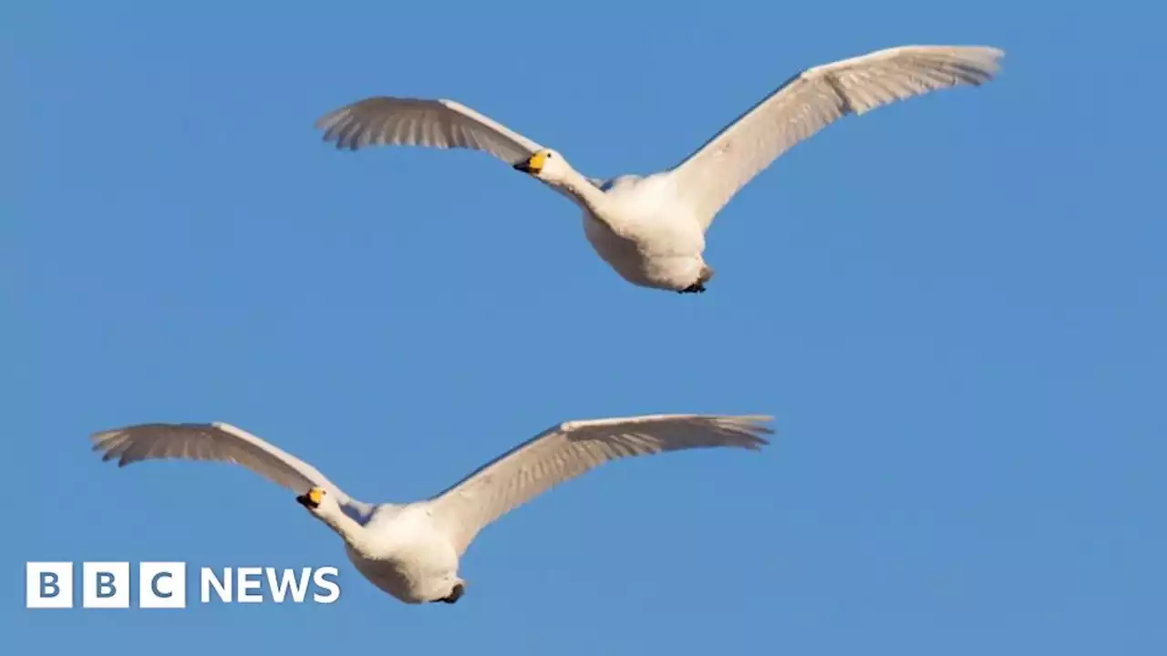 Bird flu: More than 20 swans found dead in Glasgow scare