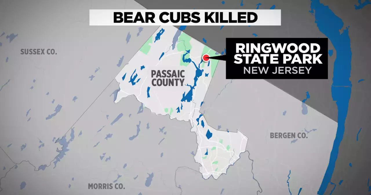 Man accused of killing 4 bear cubs faces illegal hunting charges in New Jersey