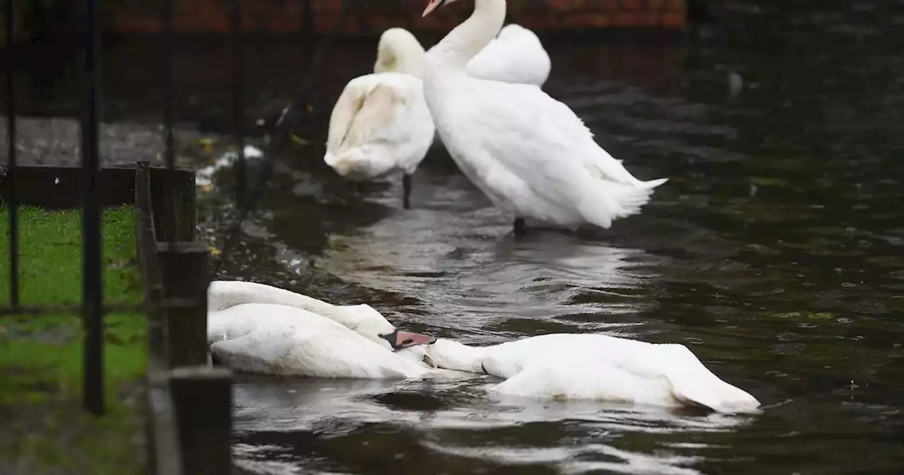 Bird flu outbreak at Glasgow nature reserve after 11 swans found dead