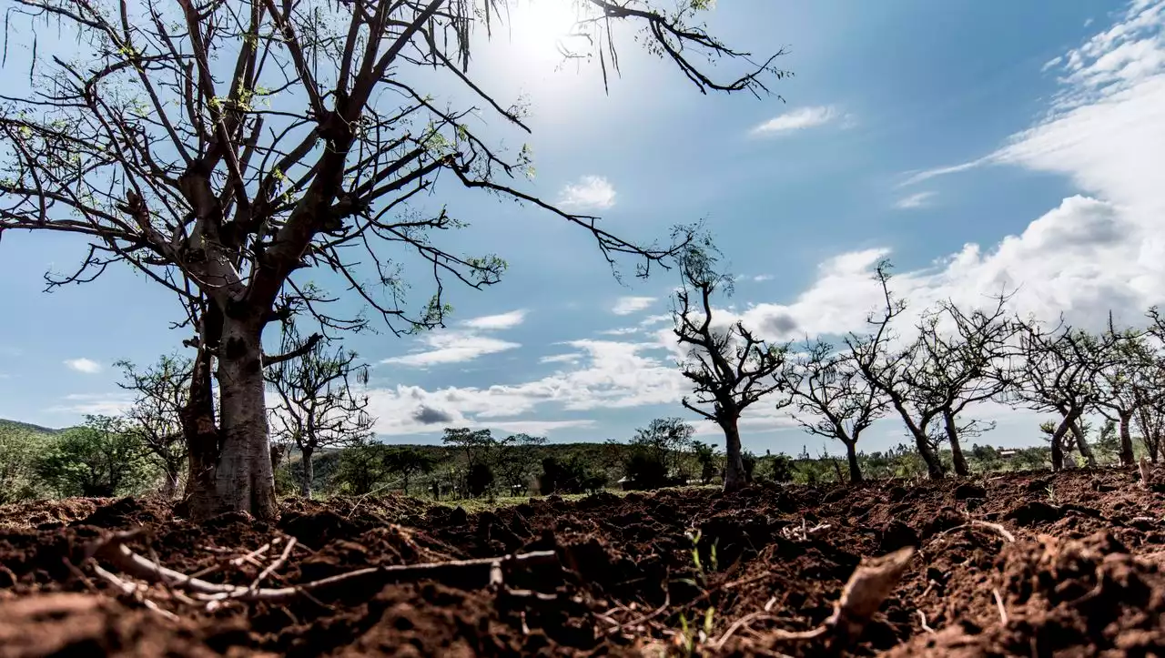 Wiederaufforstung in Afrika: Der Wald heilt sich selbst