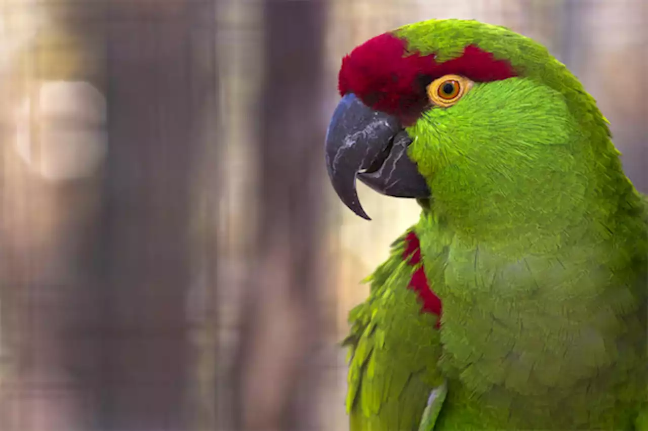 ニューメキシコで発掘された古代のインコの骨は絶滅した米国産のものだった | Forbes JAPAN（フォーブス ジャパン）