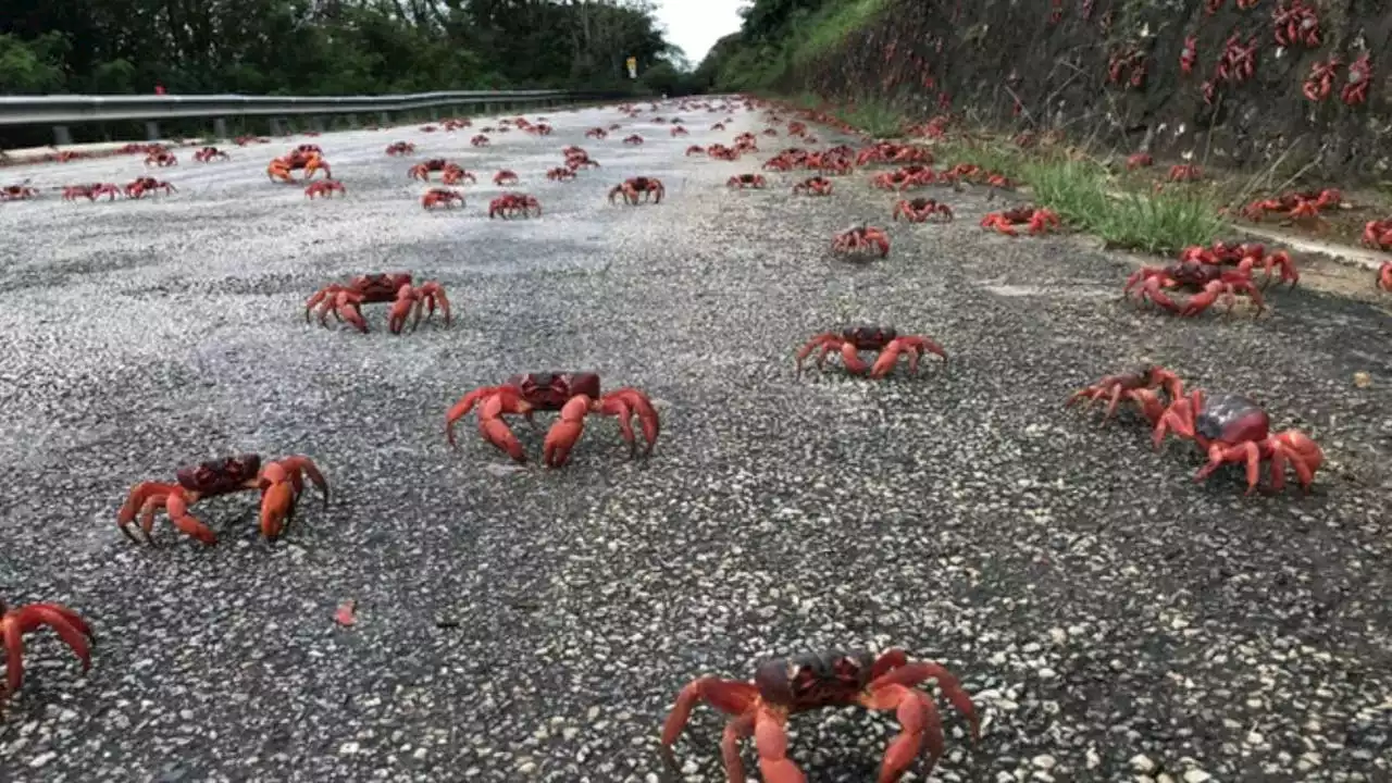 Millions of red crabs invade streets amid annual migration on Australia’s Christmas Island