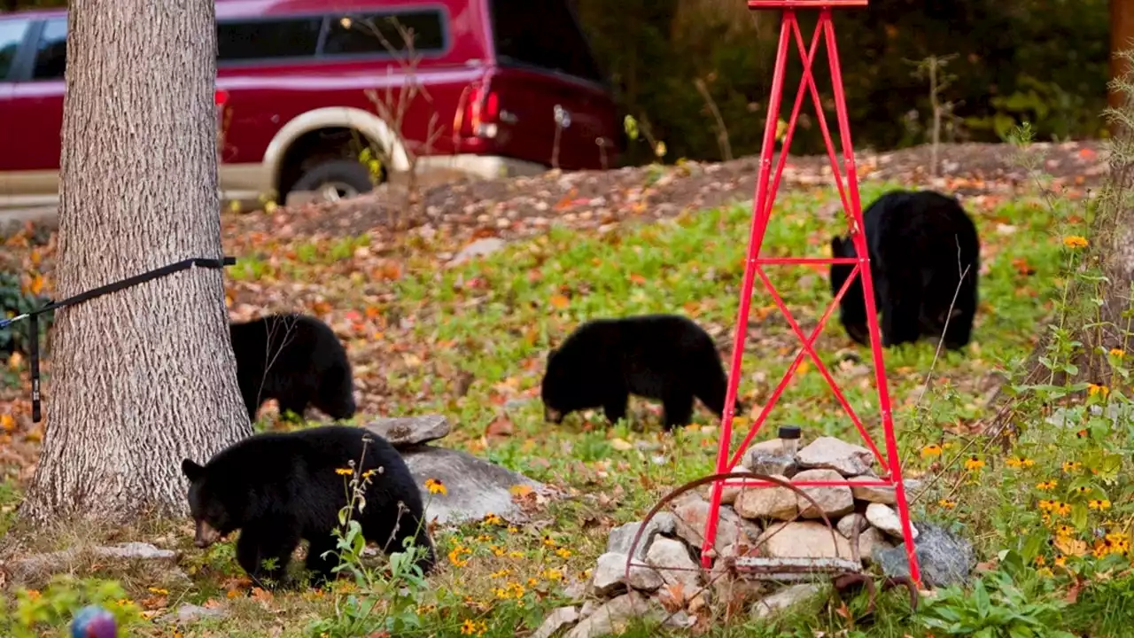 New Jersey man charged with shooting 4 black bear cubs